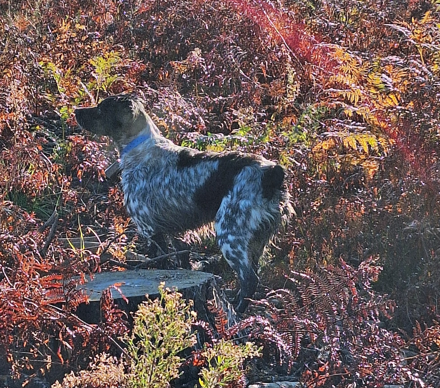 Tcheuky Des caprices de solmar