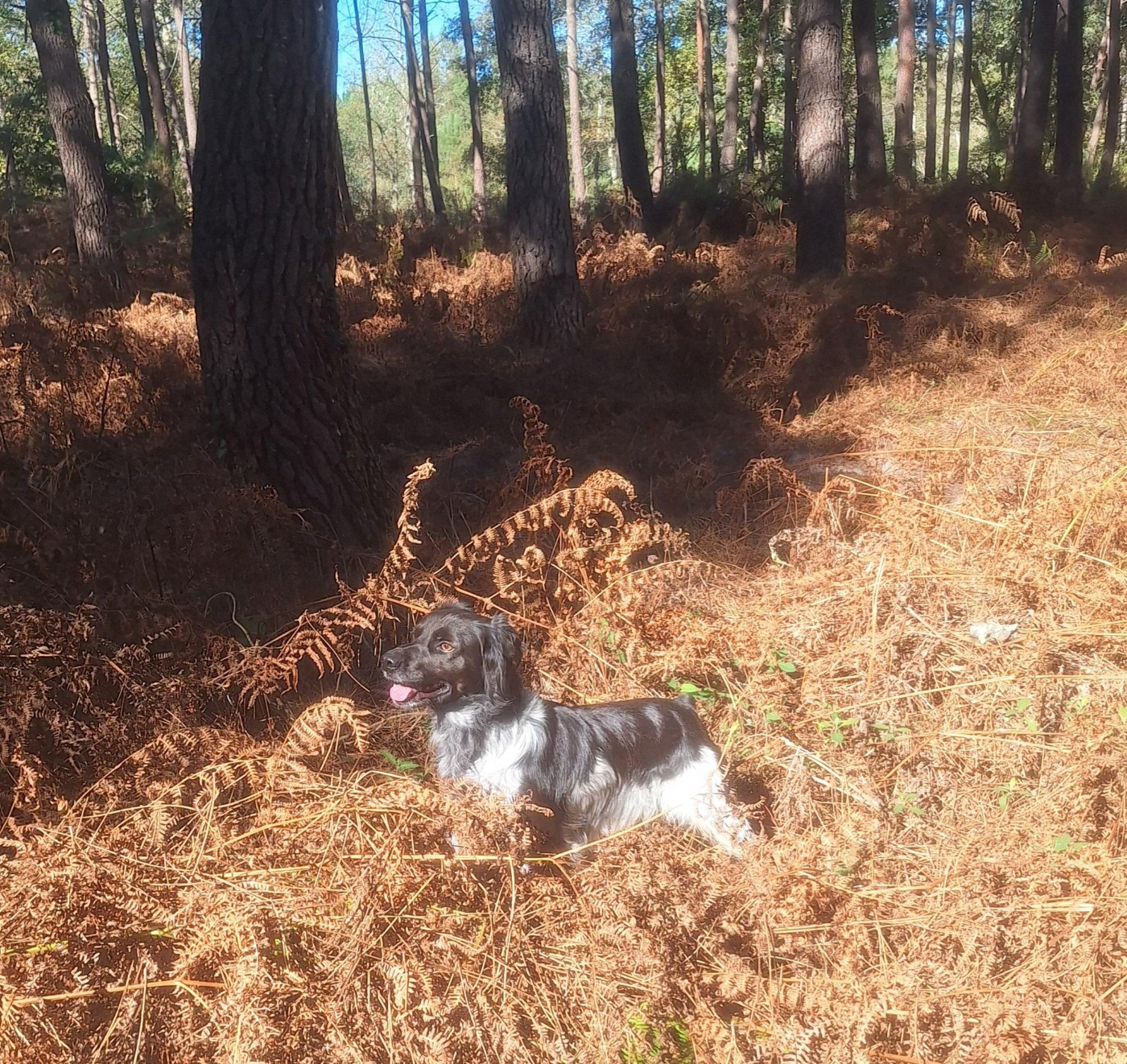 Sanka dit Simba  Des caprices de solmar