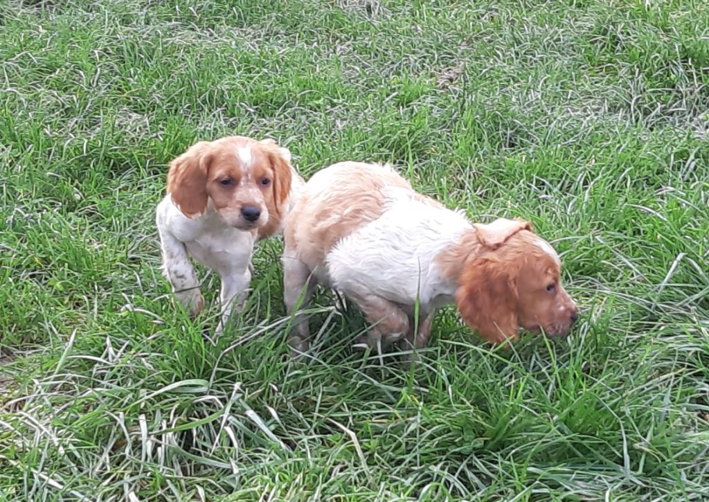 Chiot Epagneul Breton Des caprices de solmar